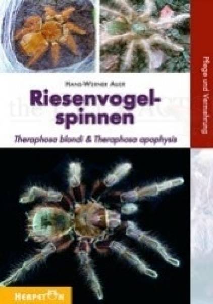 Riesenvogelspinnen Theraphosa blondi und Theraphosa apophysis